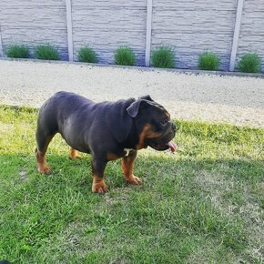 Krytie anglický buldog s PP - 3