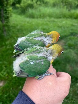 AGAPORNIS FISHER Maznačik-krotký - 3