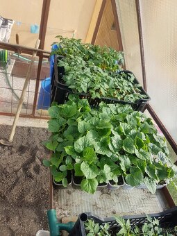 Predaj priesady/sadenice/planty paradajka, paprika, uhorka - 3