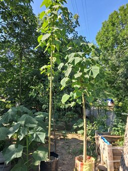 Cisarsky strom Paulownia a Aloe vera - 3