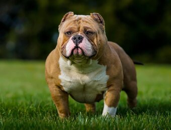 American Bully pocket Darujem - 3