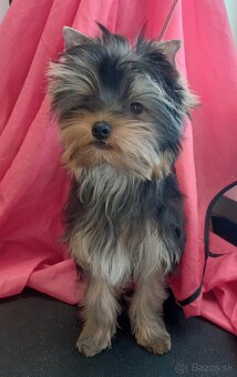 YORKSHIRE TERRIER s PP - 3