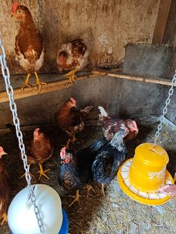 Predám mladé kohúty - 3
