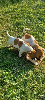 Jack russel terier šteniatka - 3