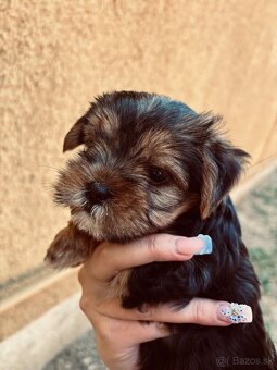 Yorkshire terrier - 3