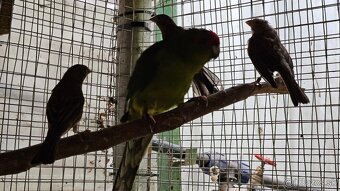 Predám/vymením kakariky čč, 2ks 2025, zelené - 3