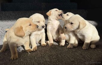 Darujem šteniatka – kríženci labradora a zlatého retrievera - 3