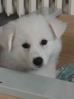 Německý špic střední - 3