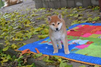 Shiba inu  s PP  /FCI / - 3