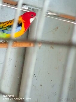 Rozela goldmantel štepák - 3