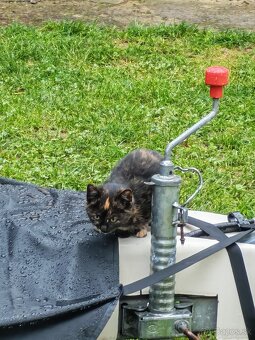 Darujem mačiatka - 3