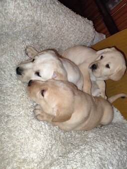 Labrador retriever - 3