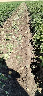 Predam  nove domace zemiaky, pšenicu, jačmeň. - 3