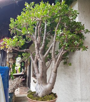 46 ročný bonsai - 3