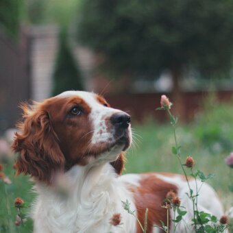 Prijímame rezervácie – Welsh Springer Španiel - 3