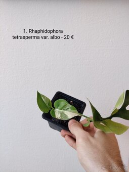 Rhaphidophora tetrasperma var. albo - 3