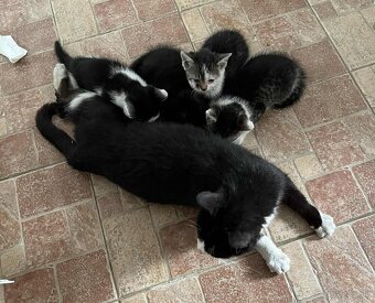 Darujeme krásne mačiatka do dobrých rúk 🐾 - 3