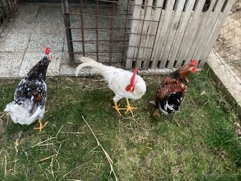 Predám kohútov Švédska kvetina a Leghorn 19 tyždňov - 3
