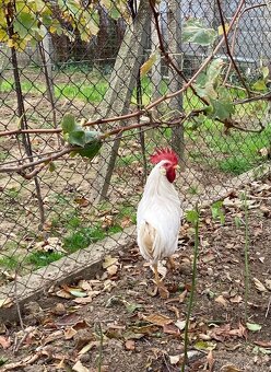 Predám kohútov Švédska kvetina a Leghorn 6 mesiacov - 3