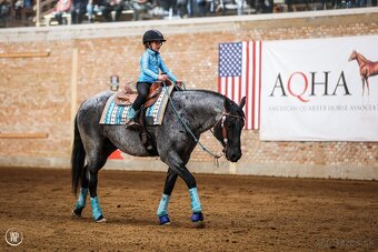 Pripúšťanie American Quarter Horse - 3