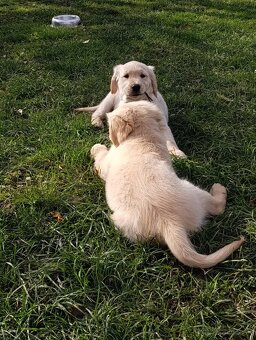 Šteniatka zlatý retriever - 3