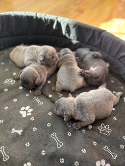 Francúzsky buldoček modré šteniatka - 3