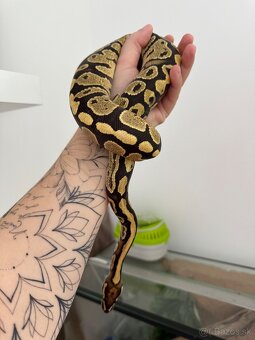 Pytón s celým vybavením - 3