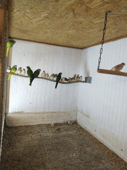 Andulky, zebričky, neofémy - 3