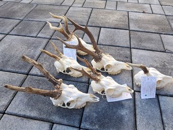 Srnce, parohy, trofeje,trofej parozie - 3