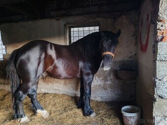 Predám Ťažného Žrebca - 3