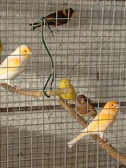 Predám kanariky - 3