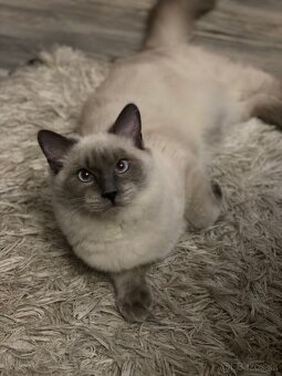 Ragdoll na krytie - 3