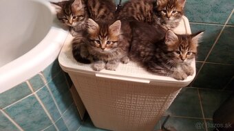Maine Coon, Mainská Mývalia mačiatka - 3