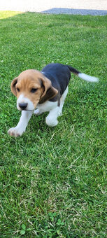 Beagle tricolor - 3