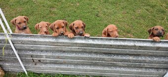 Rhodesian ridgeback - 3