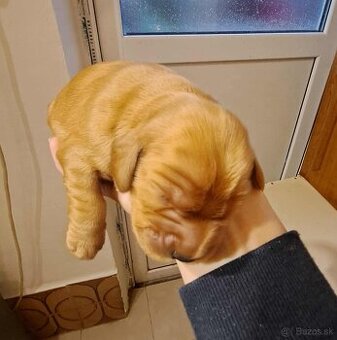 Anglický kokeršpániel - 3