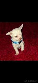 čivava šteniatka - 3