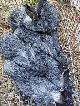 Cinčila Velka - Mäsové plemeno - 3