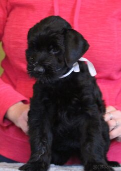 Bradáč veľký čierny s PP - 3