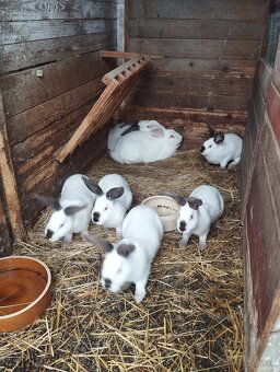 Čistokrvne hyly - 3