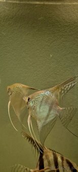 Pterophyllum scalare esseqibo Guyana - 3