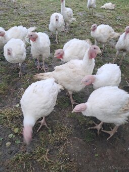 Predam moriak big6 vaha 9-10kg - 3
