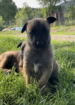 Belgický ovčiak malinois - 3