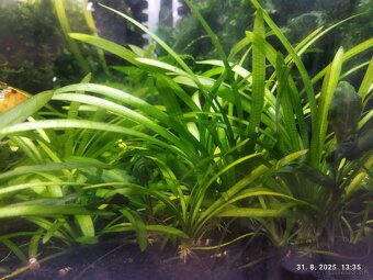 P: 🌿 Rastlinky do akvaria 🌿 - 3