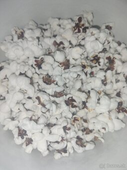 Semena pukancova kukurica - 3