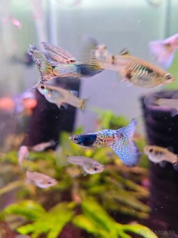Metal body blue grass guppy, gupky, gubky - 3
