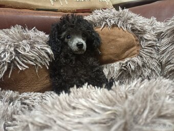 Pudel toy - 3