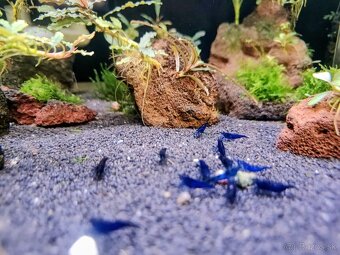 Predám krevetky Neocaridina Blue Diamond - 3
