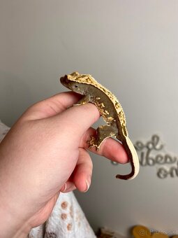 Pagekon riasnaty - 3