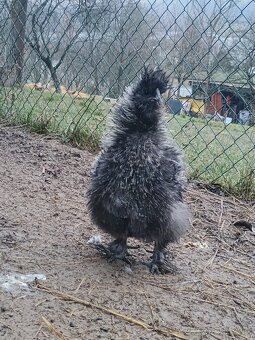 Kohút hodvábničky USA - 3